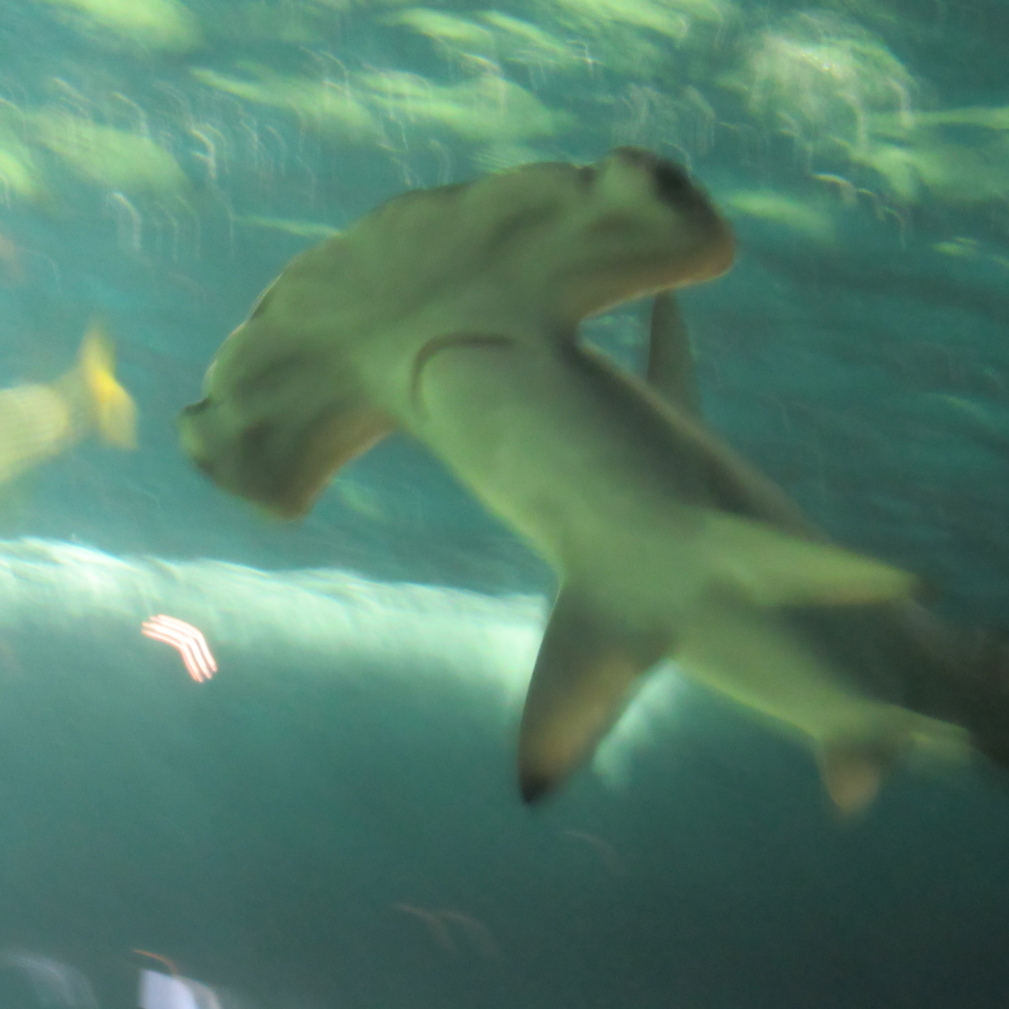 サメ サメ