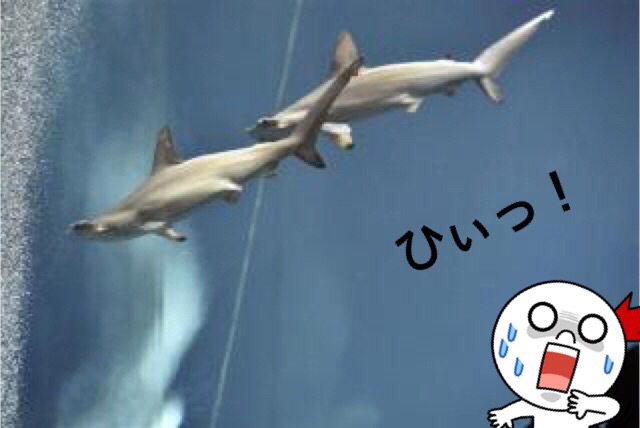 サメ水槽 サメ水槽